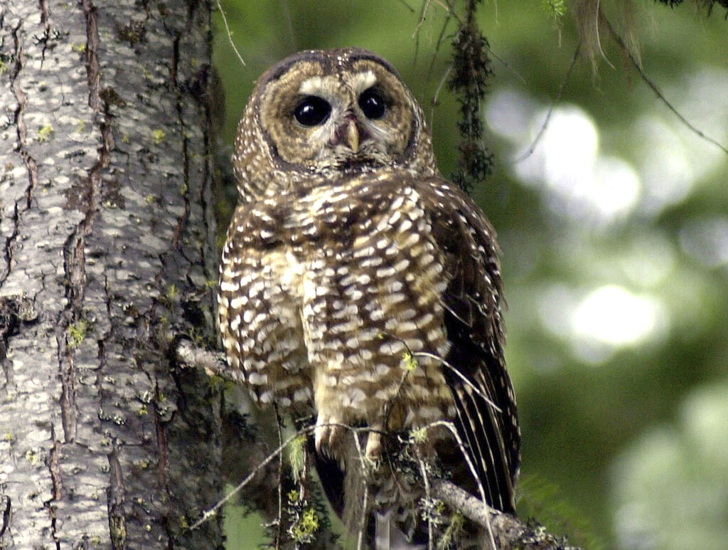 spotted owl