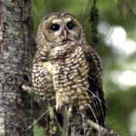 spotted owl