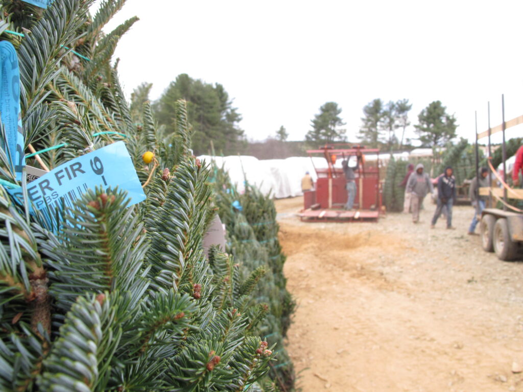 Christmas Tree Recycling