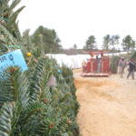 Christmas Tree Recycling